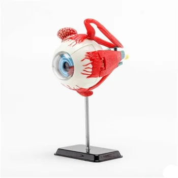 3D мини-модель Анатомии глазного яблока, 35 шт., Собранная модель анатомии человека, подарок для детей